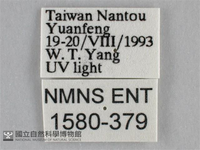 雙峰霜尺蛾藏品圖，第3張