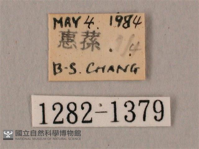 白星天蛾藏品圖，第3張