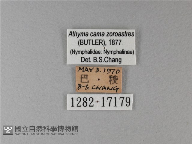 雙色帶蛺蝶藏品圖，第3張