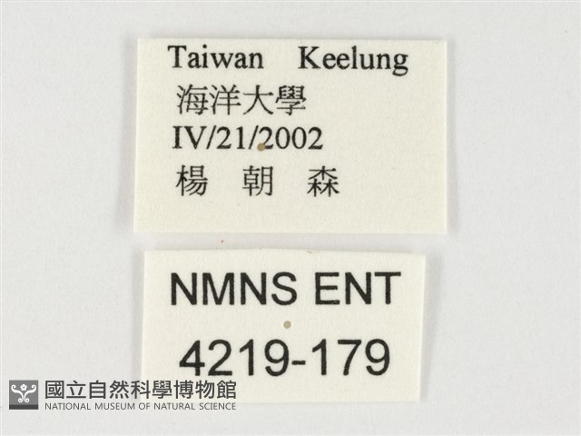 串珠環蝶藏品圖，第3張