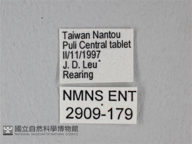 緣點白粉蝶藏品圖，第3張