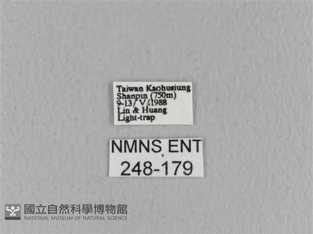 青枯葉蛾藏品圖，第3張