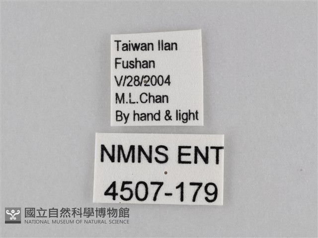 密紋波眼蝶藏品圖，第3張