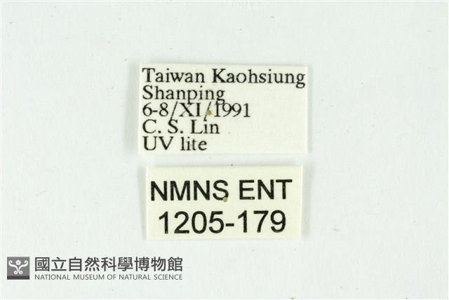 白斑散紋夜蛾藏品圖，第3張