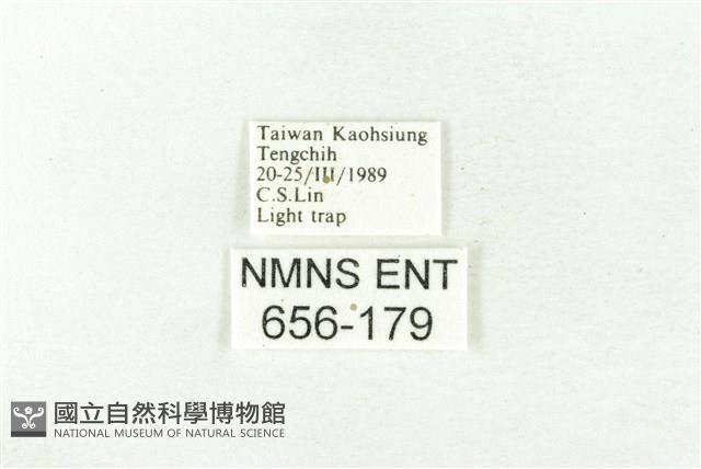 樹形尺蛾藏品圖，第3張