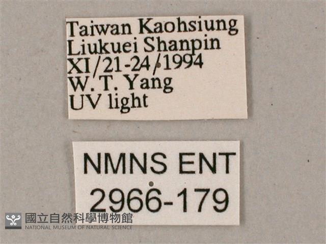 粉綠白腰天蛾藏品圖，第3張