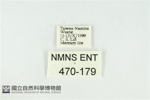 黑翅黃毒蛾藏品圖，第3張