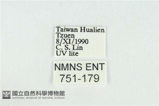 線平波紋蛾藏品圖，第3張