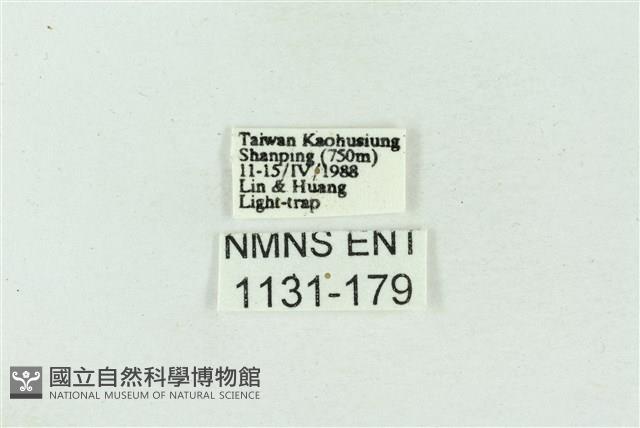 菊池污燈蛾藏品圖，第3張