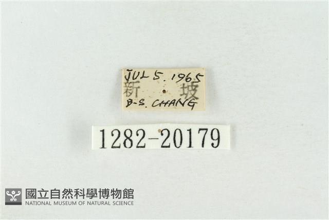 基褐綠刺蛾藏品圖，第3張