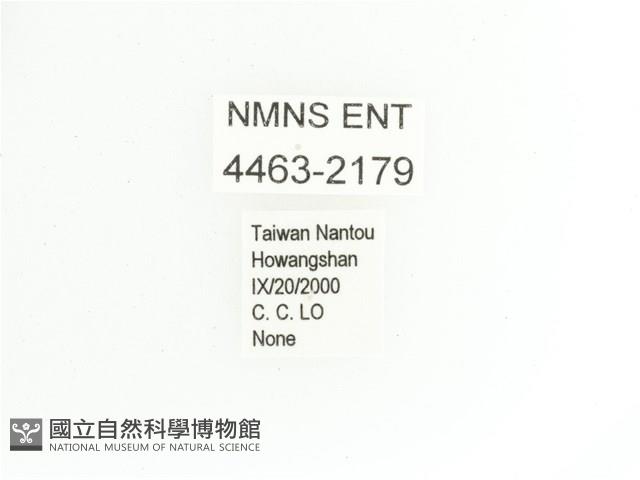 艷金龜藏品圖，第2張