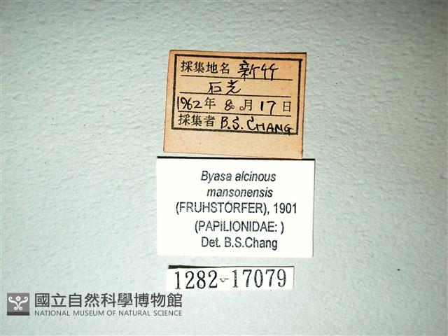 麝鳳蝶藏品圖，第3張