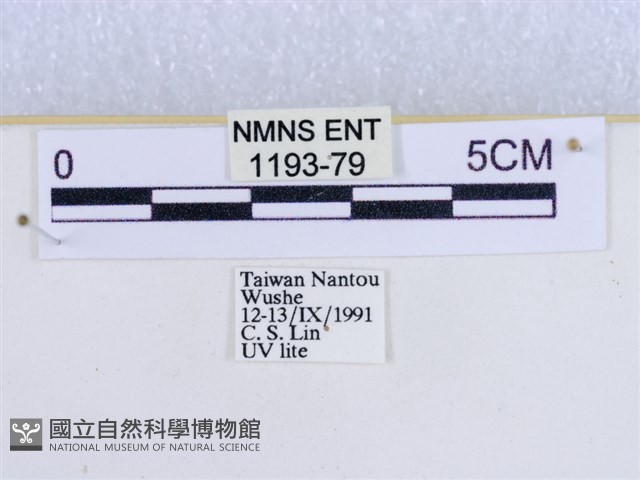 粉蝶燈蛾藏品圖，第3張