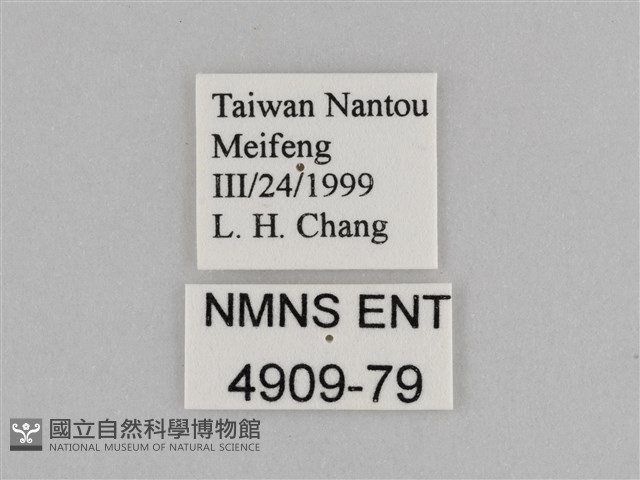 紫帶眉眼蝶藏品圖，第3張