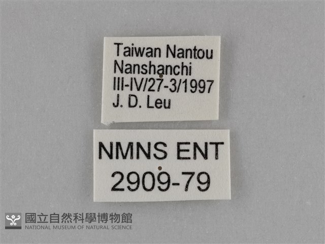 臺灣絹蛺蝶藏品圖，第3張