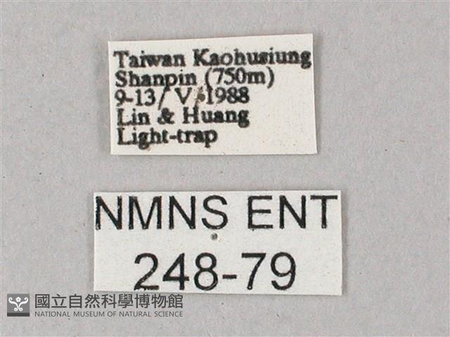 雙斑白肩天蛾藏品圖，第3張