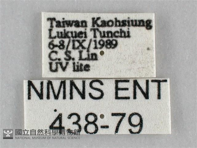 扭擬燈蛾藏品圖，第3張