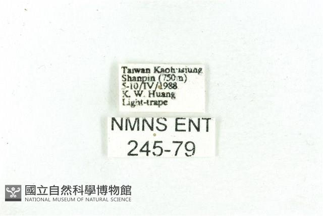 乳白斑燈蛾藏品圖，第3張