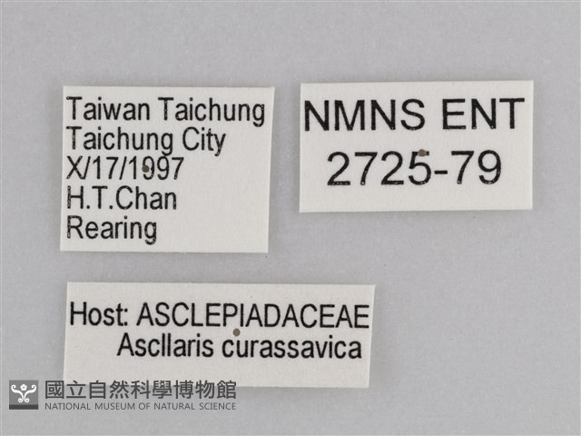 樺斑蝶藏品圖，第3張