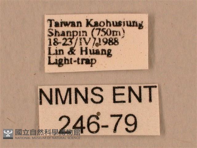 臺灣鷹翅天蛾藏品圖，第3張