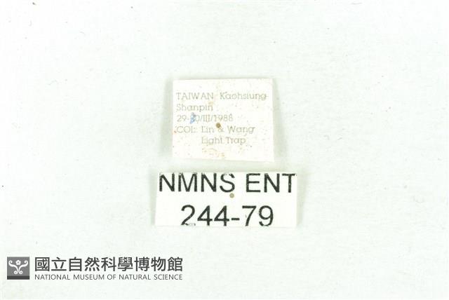 乳白斑燈蛾藏品圖，第3張