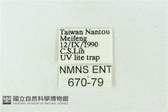 臺雪苔蛾藏品圖，第3張