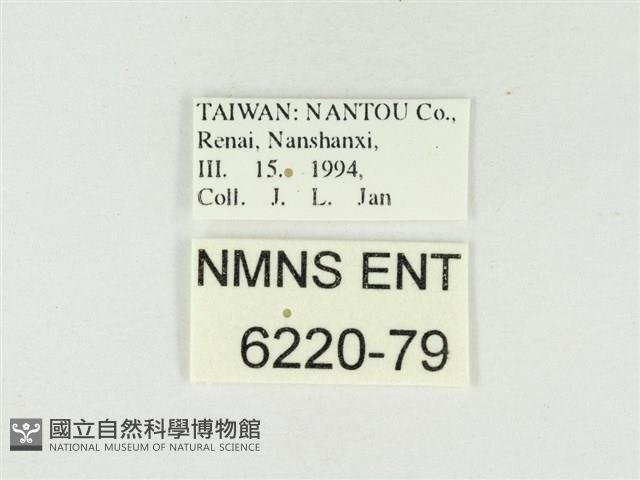 杉谷琉灰蝶藏品圖，第3張