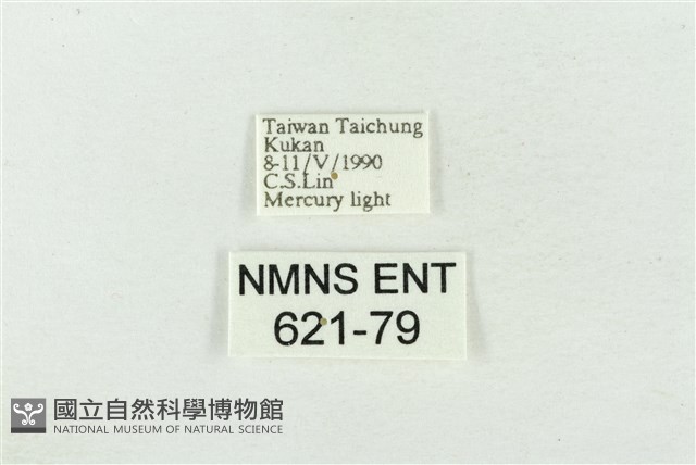藕太波紋蛾藏品圖，第3張