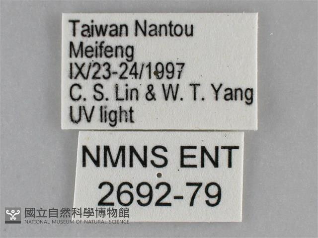 大胡麻斑星尺蛾藏品圖，第3張