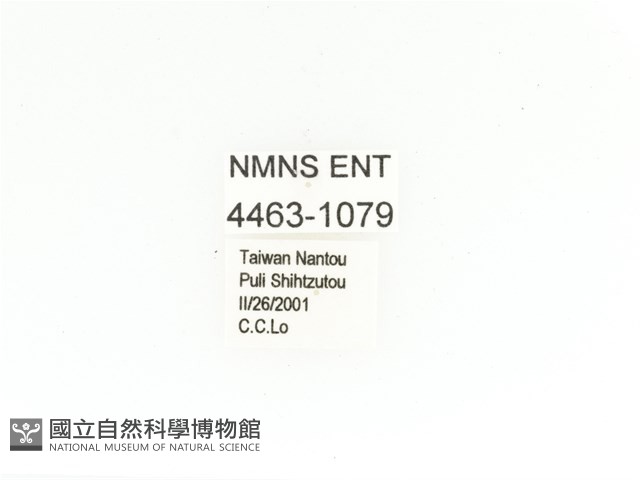 毛翅騷金龜藏品圖，第2張