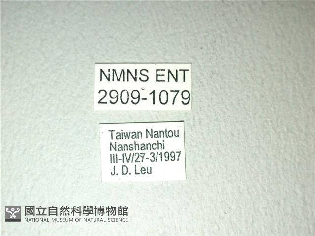 斑鳳蝶藏品圖，第3張
