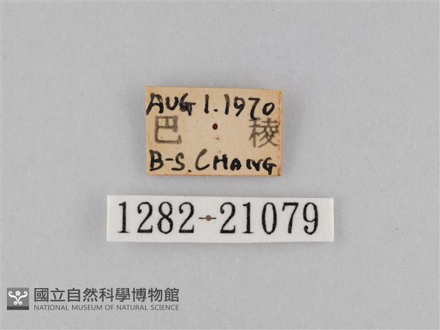 褐翅蔭眼蝶藏品圖，第3張