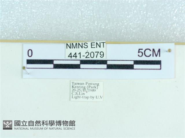 粉蝶燈蛾藏品圖，第3張