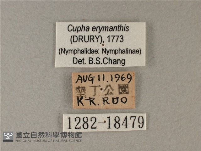 黃襟蛺蝶藏品圖，第3張