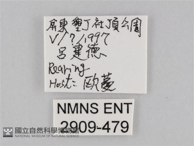 淡紋青斑蝶藏品圖，第3張