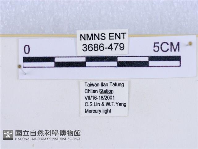 閃光苔蛾藏品圖，第3張