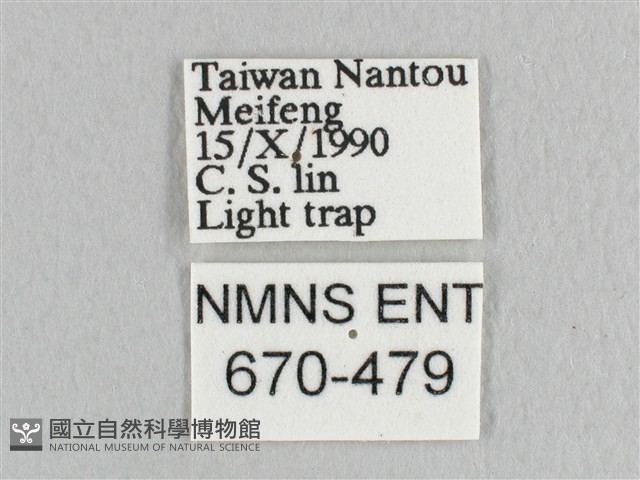 銀端帶鉤蛾藏品圖，第3張