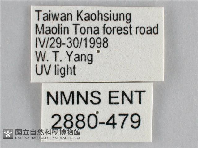 扭擬燈蛾藏品圖，第3張