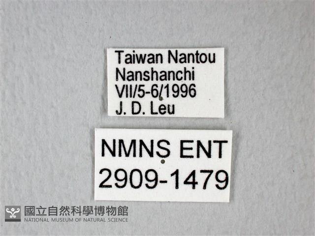 橙端粉蝶、端紅蝶藏品圖，第3張