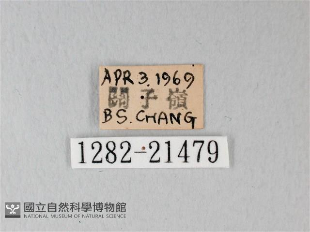 細邊琉灰蝶藏品圖，第3張