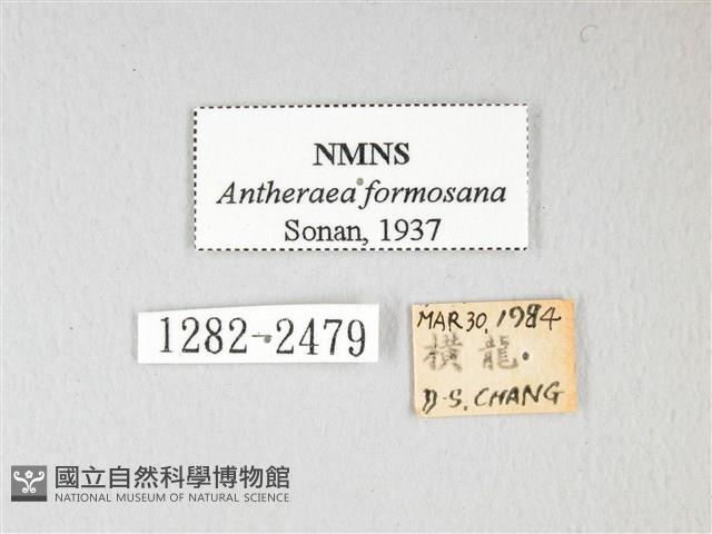 紅目天蠶蛾藏品圖，第3張