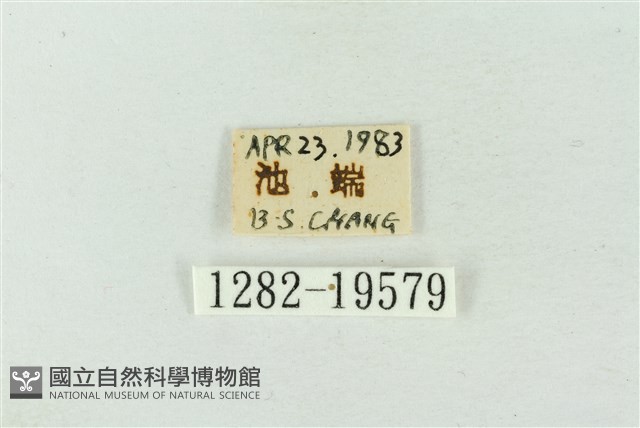 粉太波紋蛾藏品圖，第3張