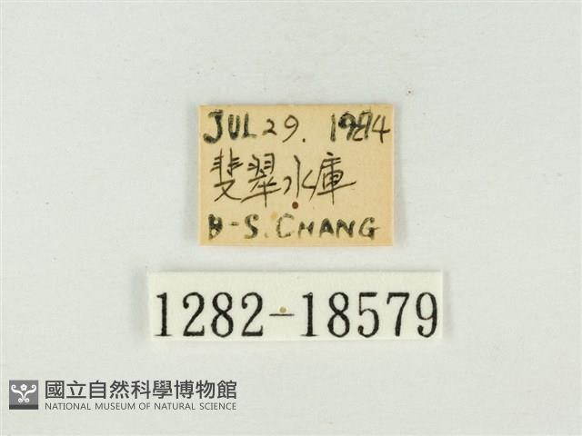 銀灰蝶藏品圖，第3張