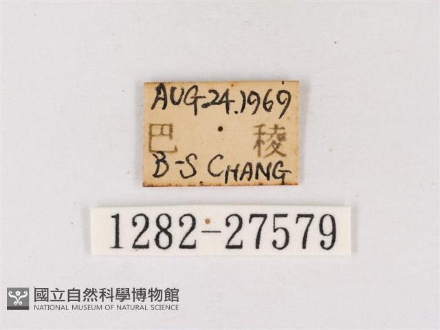 閃灰蝶藏品圖，第3張