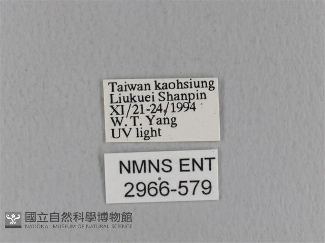 青枯葉蛾藏品圖，第3張