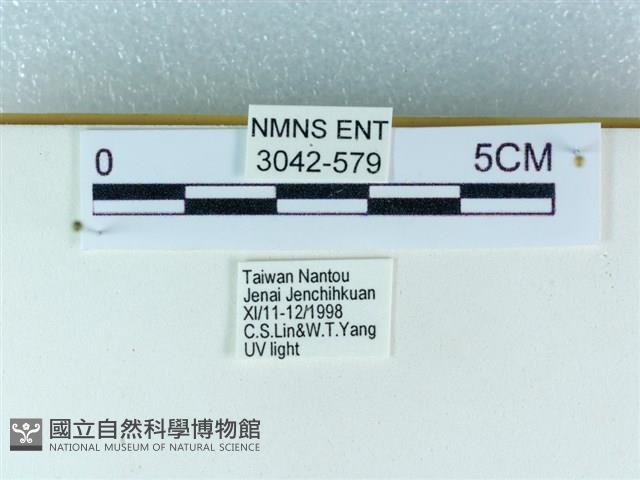 粉蝶燈蛾藏品圖，第3張