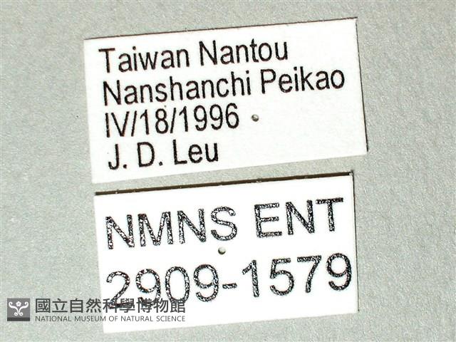 劍鳳蝶藏品圖，第3張