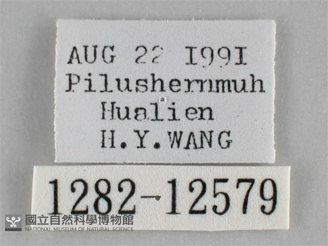 雙峰霜尺蛾藏品圖，第3張