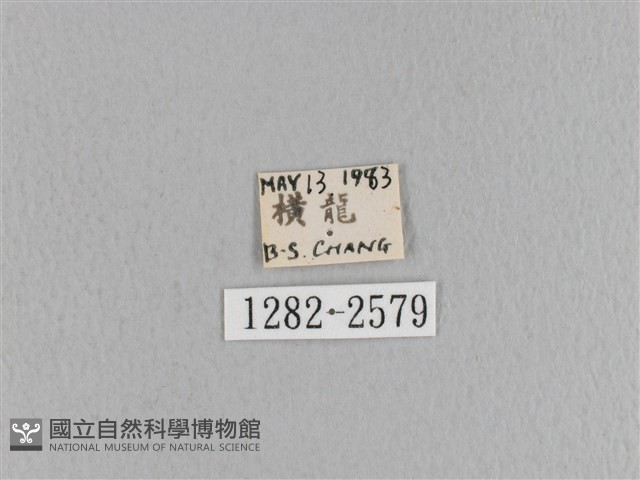 大褐斑枯葉蛾藏品圖，第3張