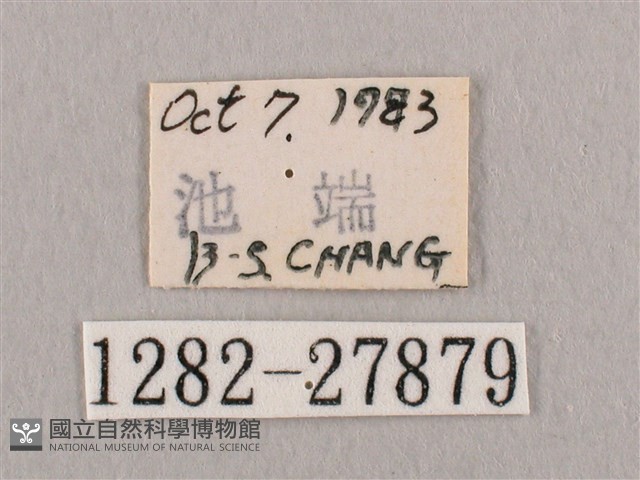 銀斑黃鉤蛾藏品圖，第3張